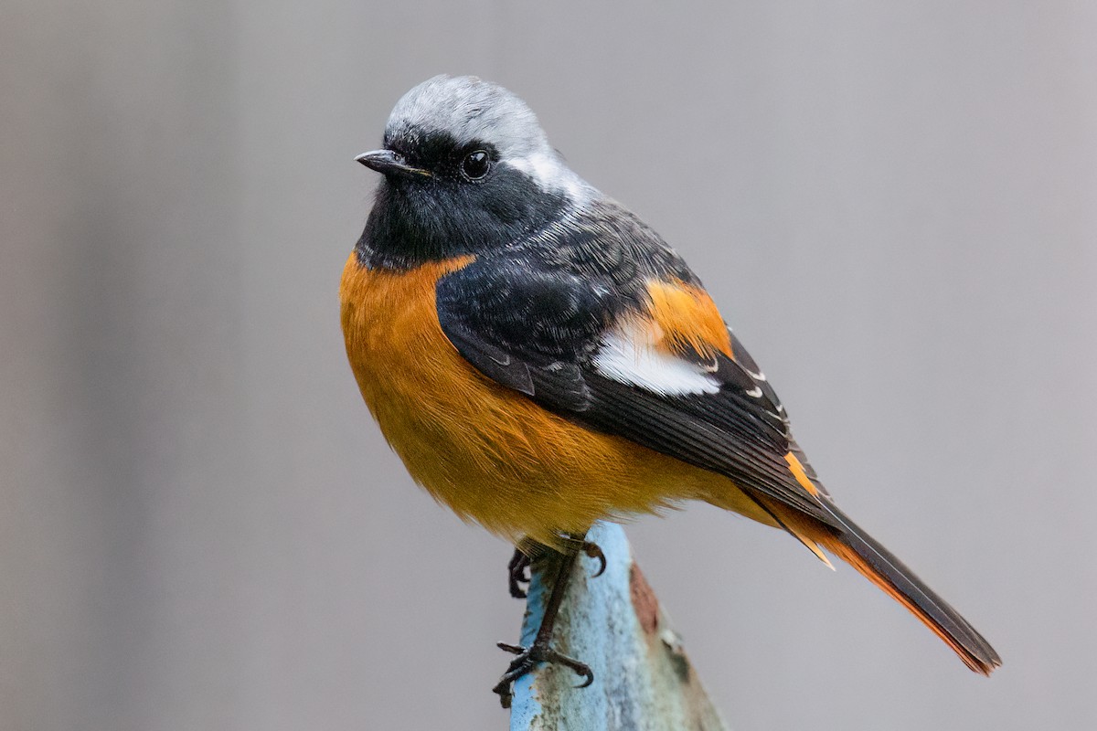 Daurian Redstart - ML508937531