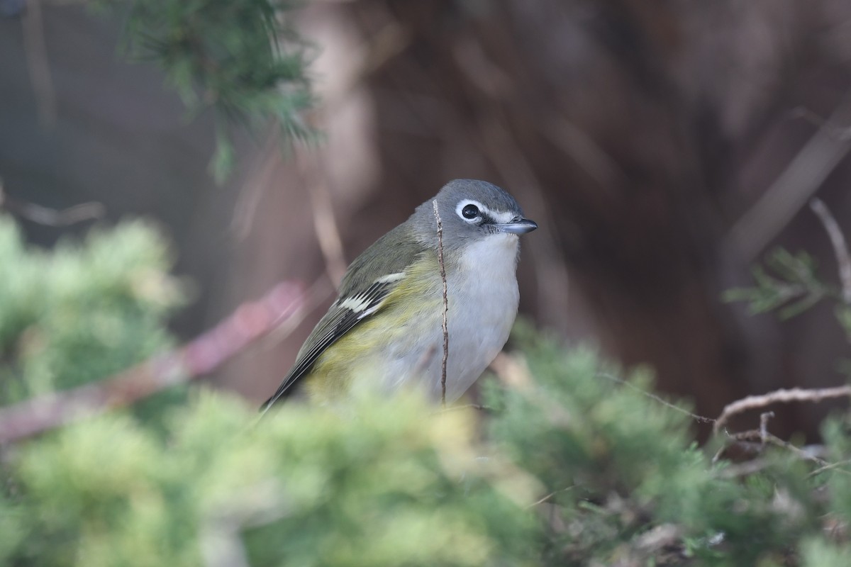 Blue-headed Vireo - ML508937881