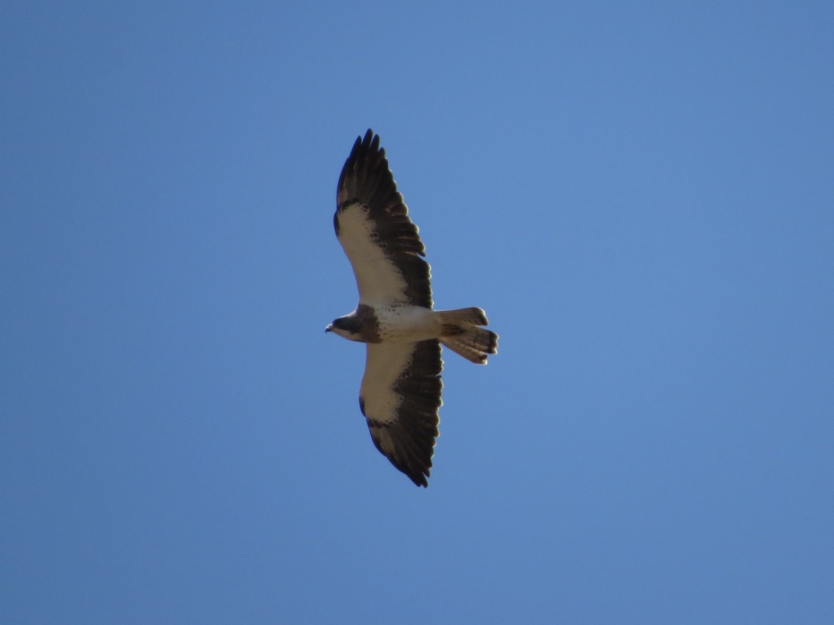 Swainson's Hawk - ML50893791