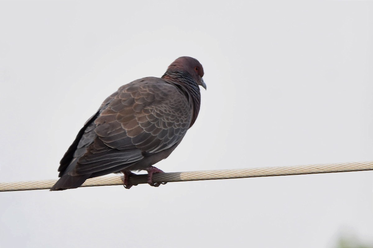 Pigeon picazuro - ML508938191