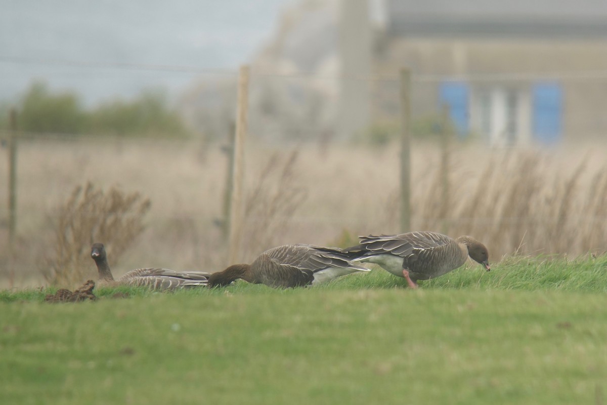 Pink-footed Goose - ML508938201