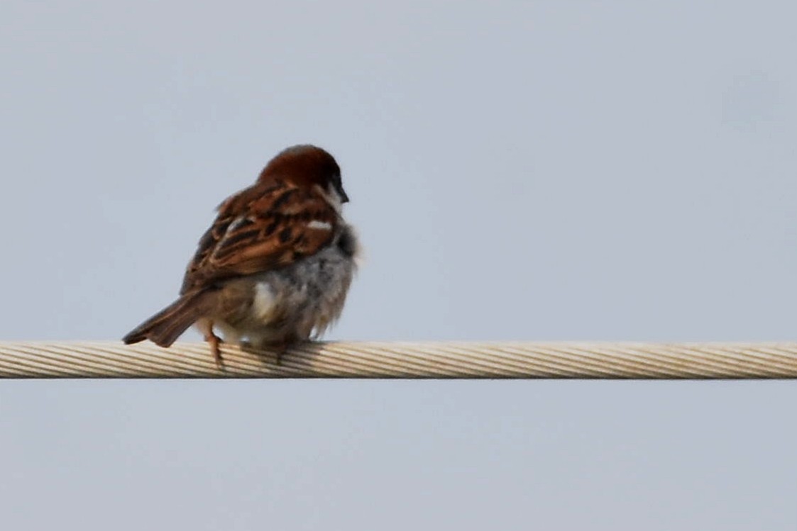 House Sparrow - Juan Bardier