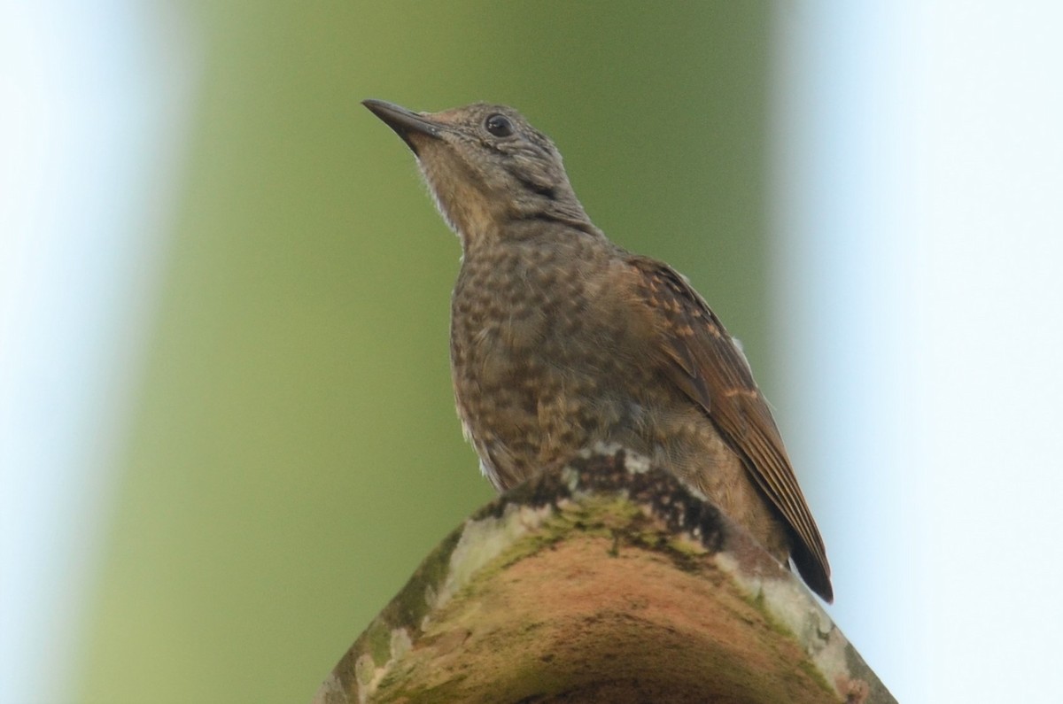 Pale-breasted Thrush - ML508938351