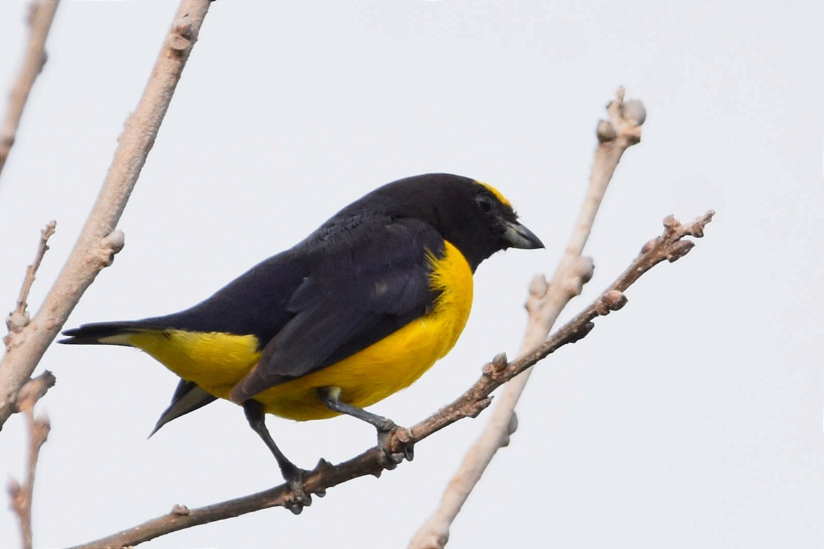 Purple-throated Euphonia - Juan Bardier