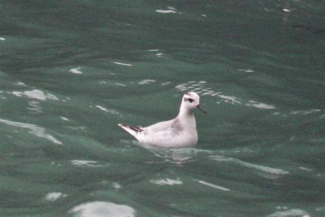 Red Phalarope - ML508939441