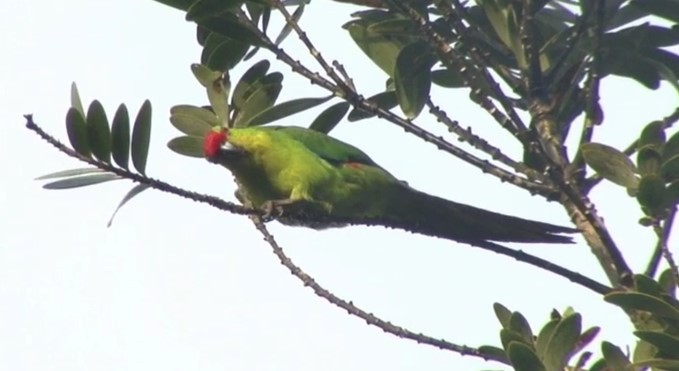New Caledonian Parakeet - ML508939551