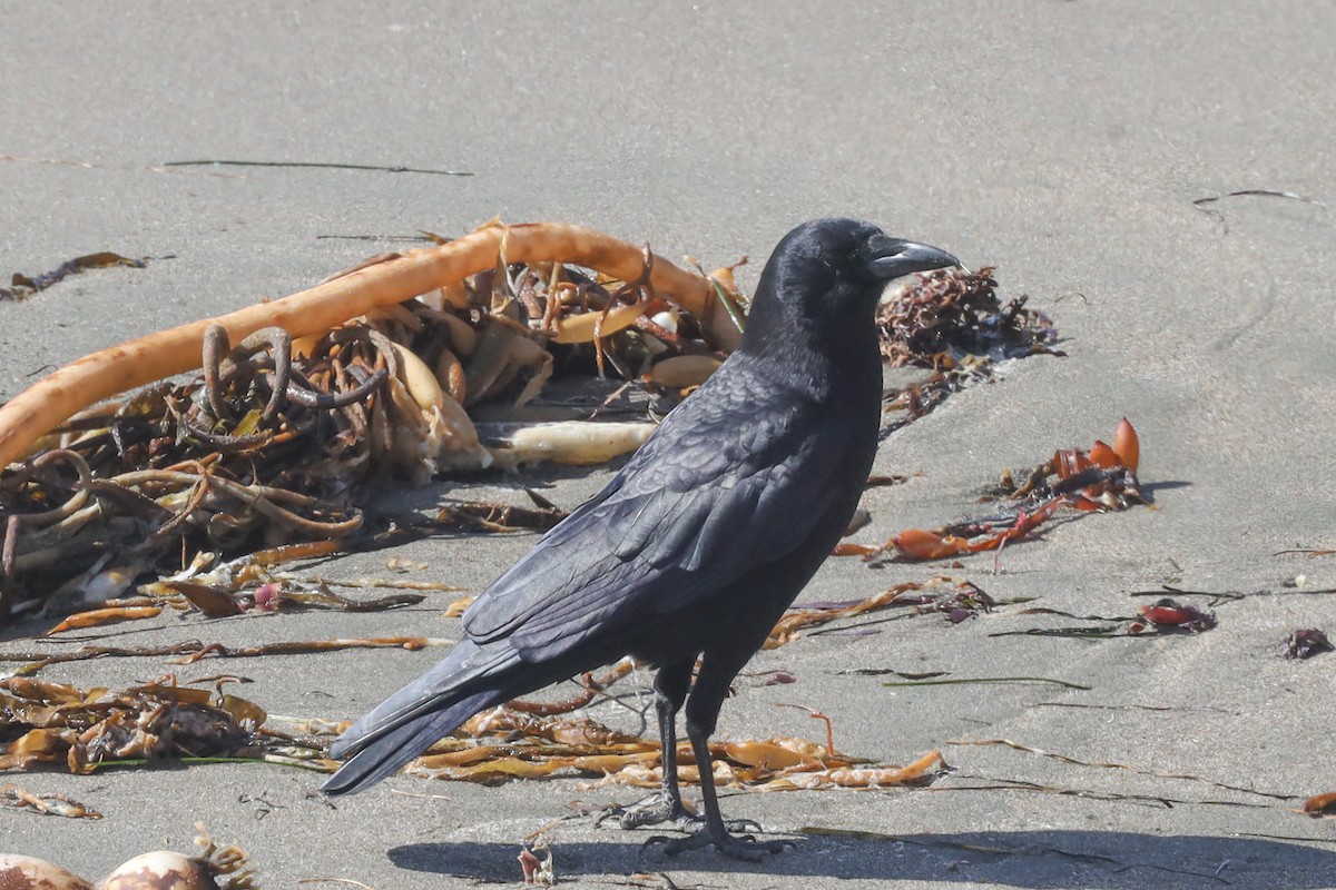 American Crow - ML508939821