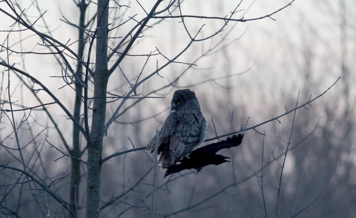 American Crow - Jay McGowan