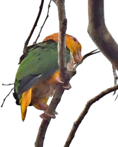 White-bellied Parrot (Yellow-tailed) - ML508940881