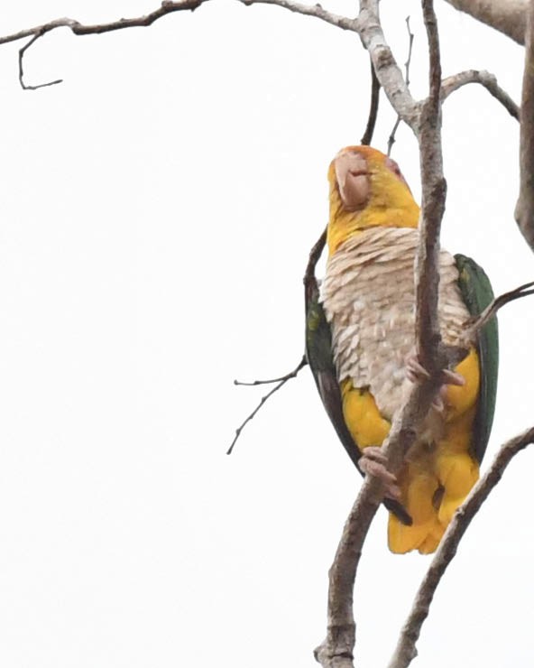 White-bellied Parrot (Yellow-tailed) - ML508940891