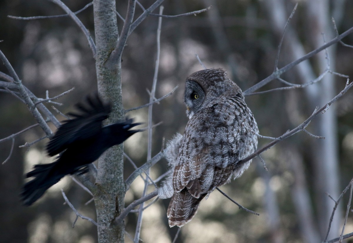 American Crow - ML50894171