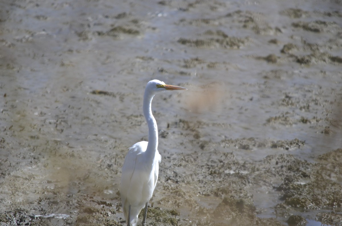 Great Egret - Brian Quindlen