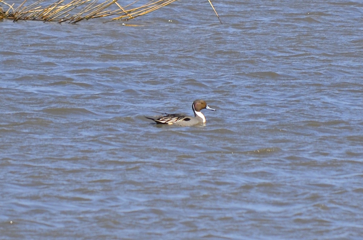 Northern Pintail - Brian Quindlen