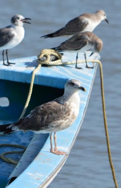 Lesser Black-backed Gull - ML508942571