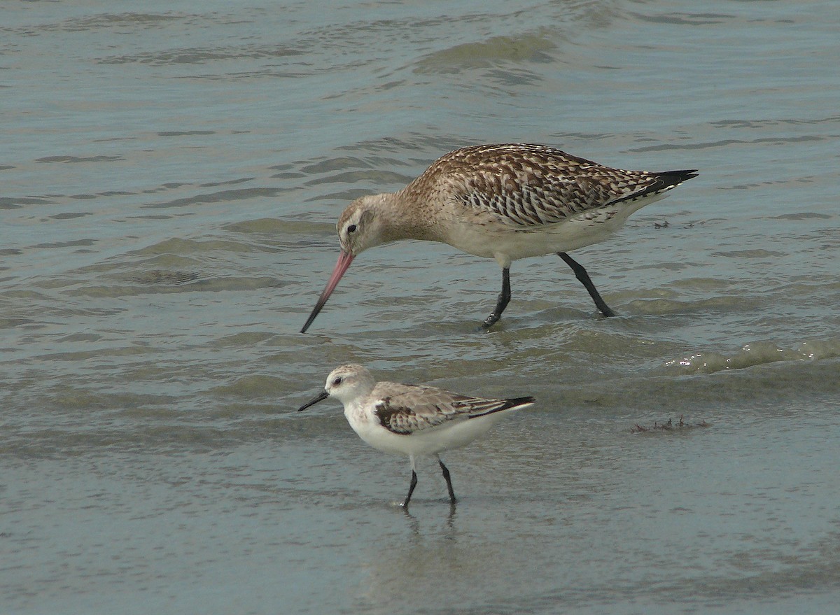 Bar-tailed Godwit - ML508942591