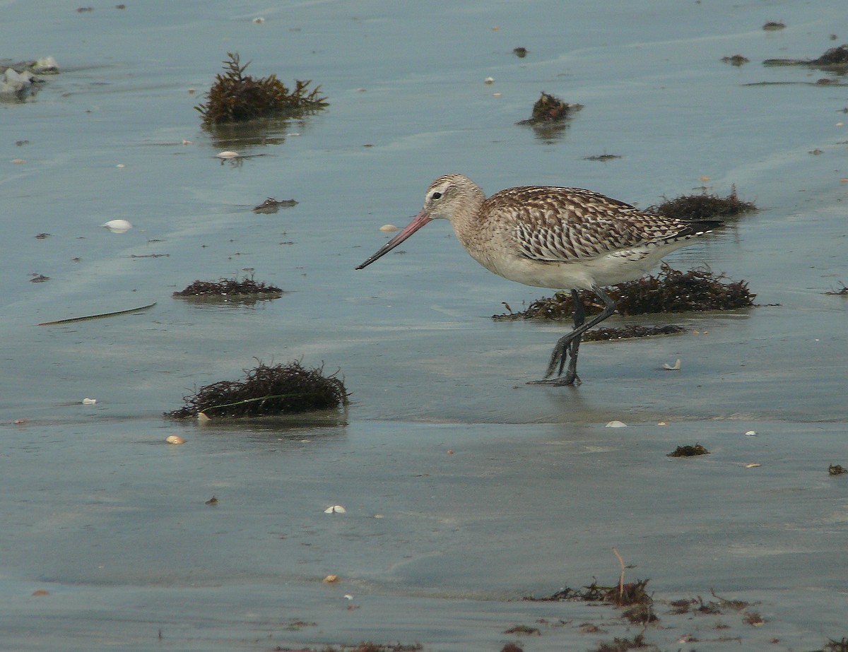 Bar-tailed Godwit - Javier Robres