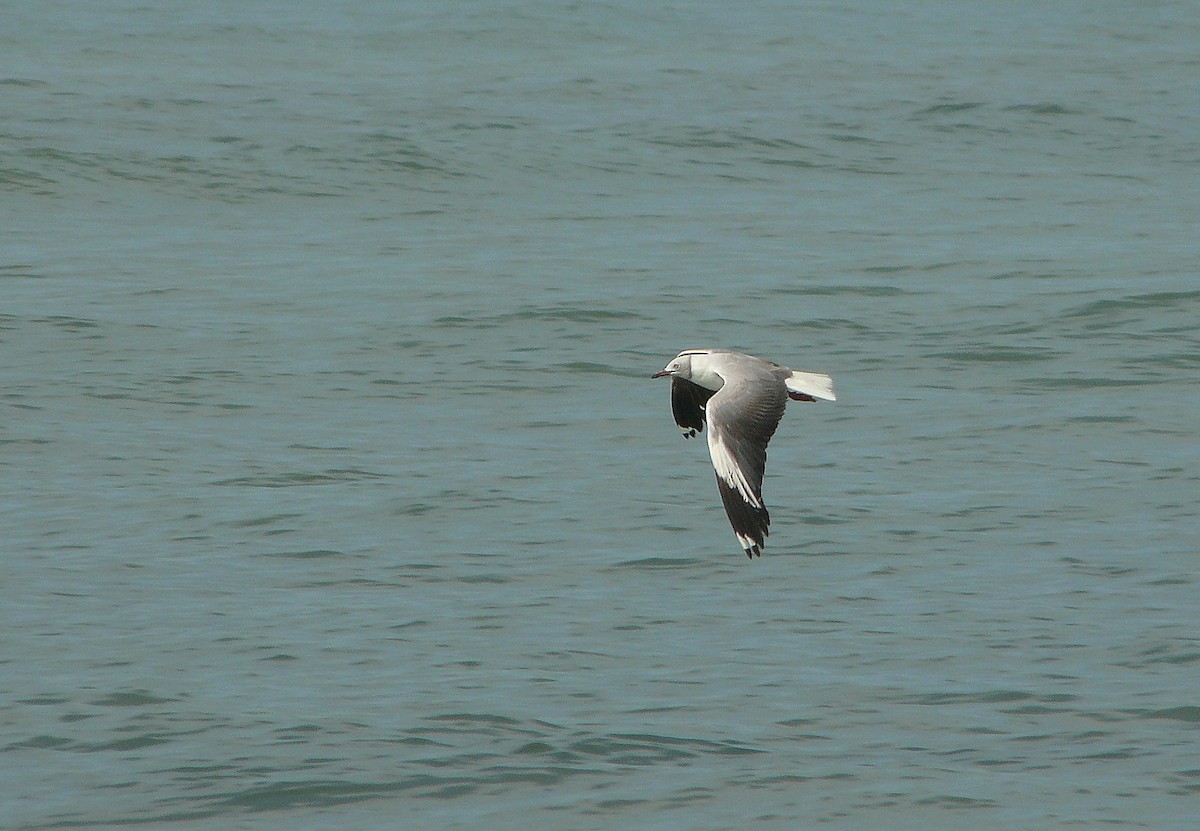 Gray-hooded Gull - ML508942811