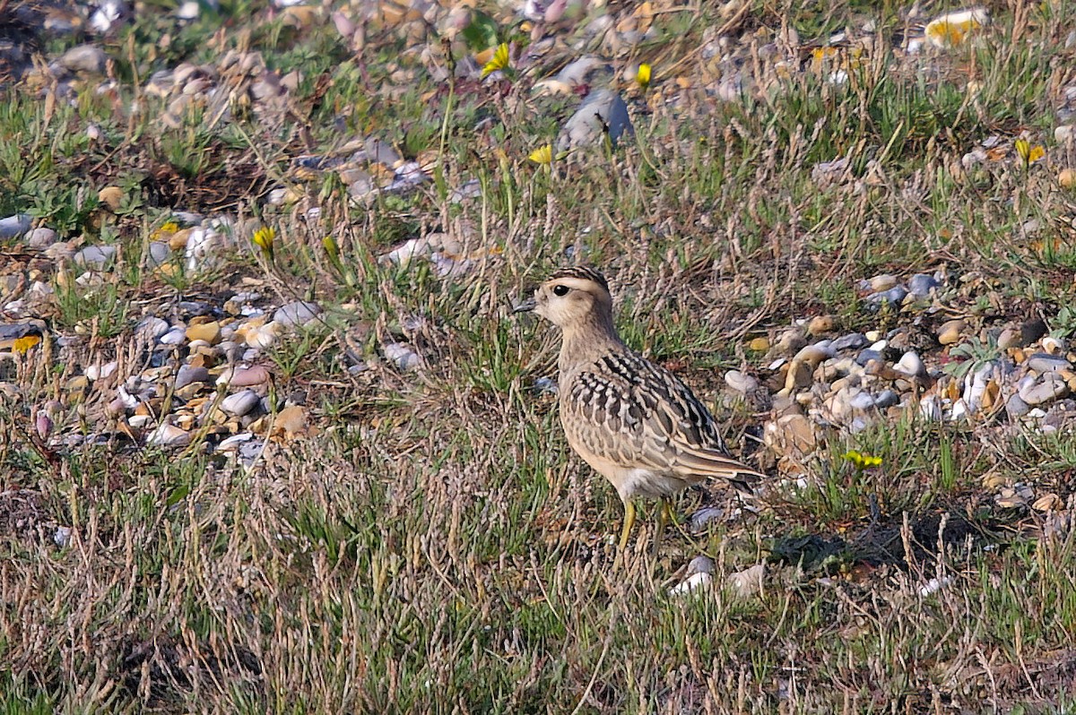 Eurasian Dotterel - ML508943901