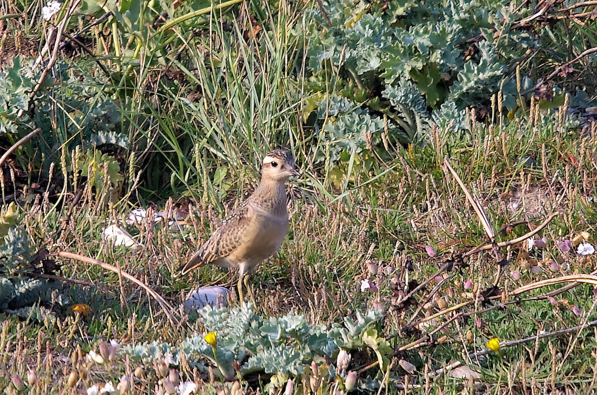 Eurasian Dotterel - ML508943911