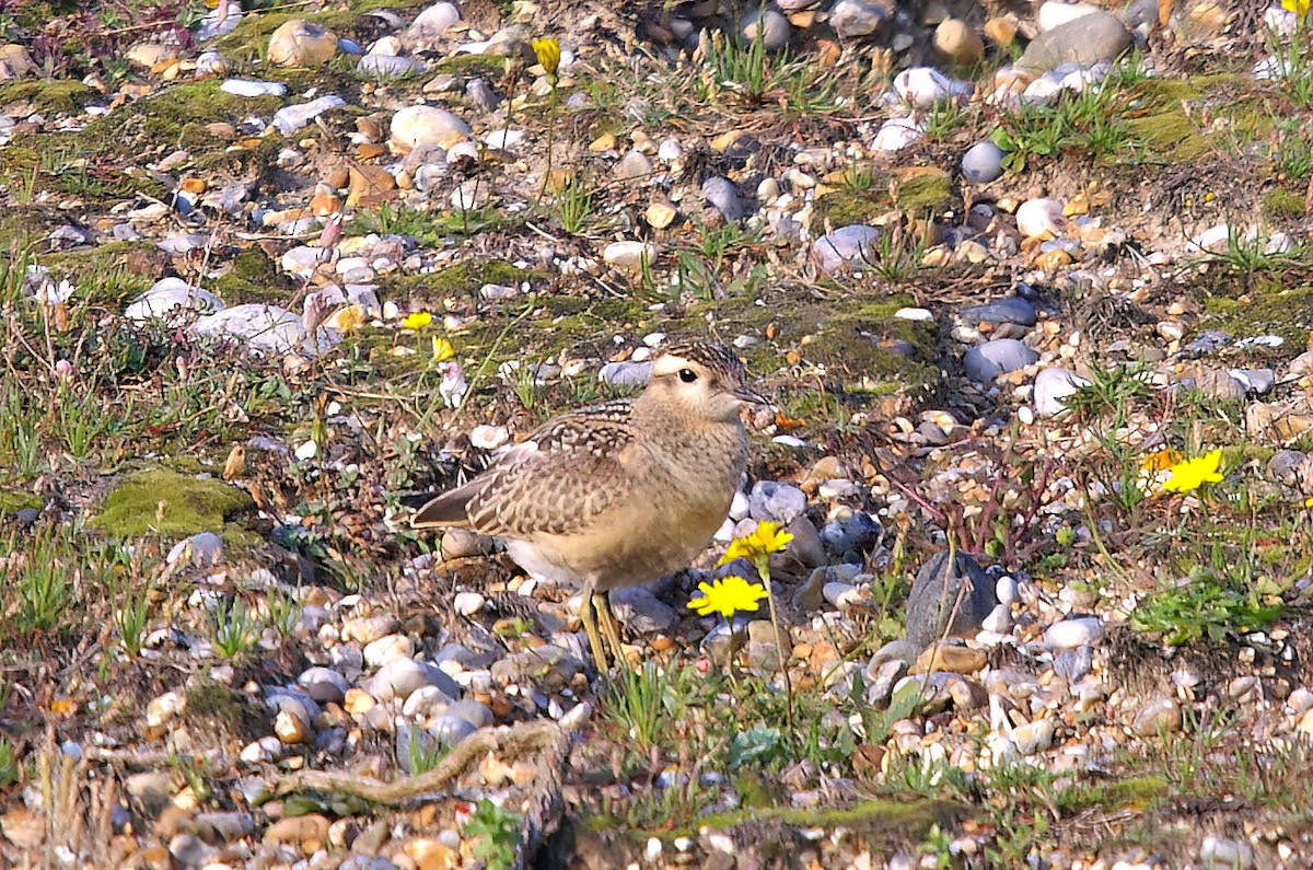 Eurasian Dotterel - ML508943941