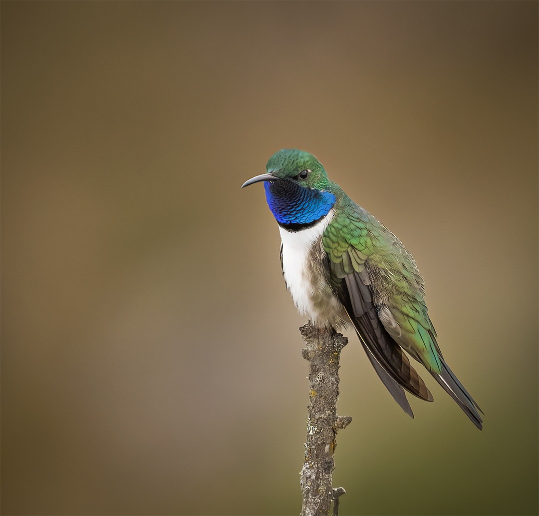 Blue-throated Hillstar - ML508945871