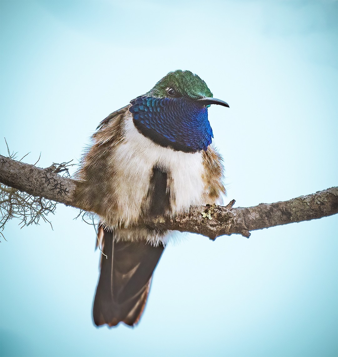 Blue-throated Hillstar - ML508946171