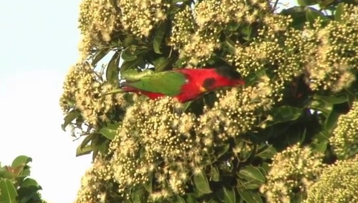 Yellow-bibbed Lory - ML508946201