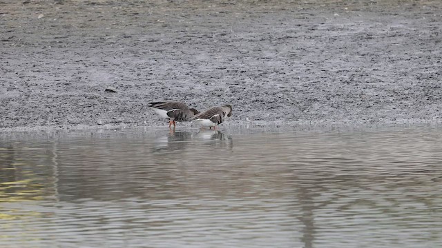 Greater White-fronted Goose - ML508946921