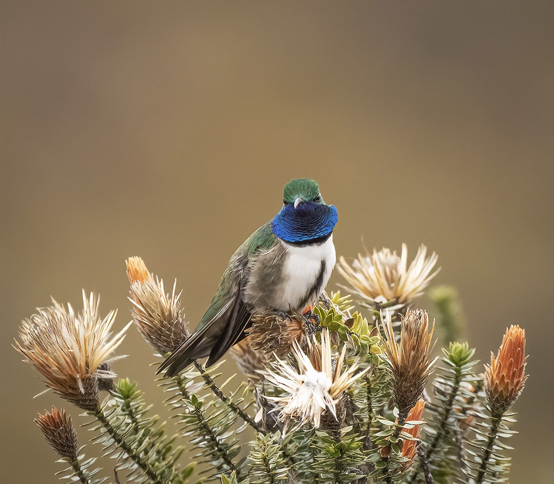 Blue-throated Hillstar - ML508947661
