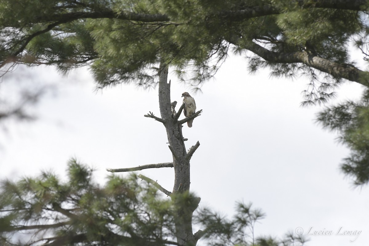 Red-tailed Hawk - ML508947671