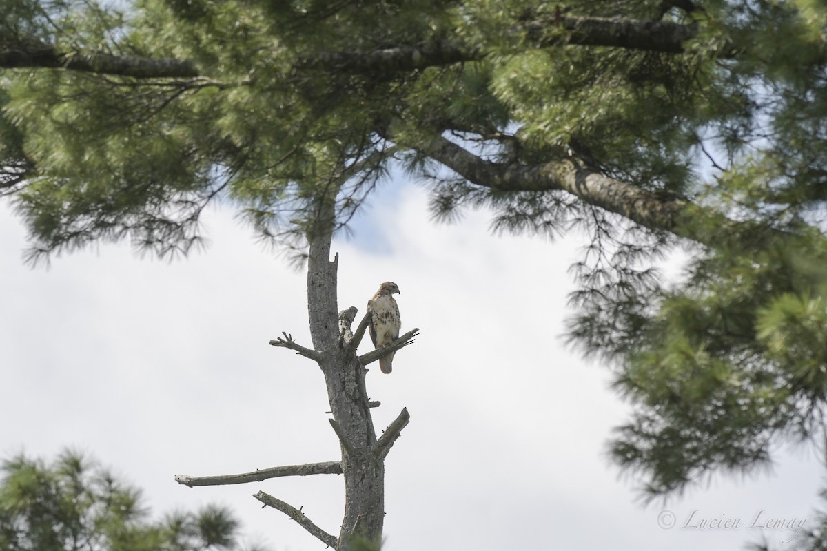 Red-tailed Hawk - Lucien Lemay