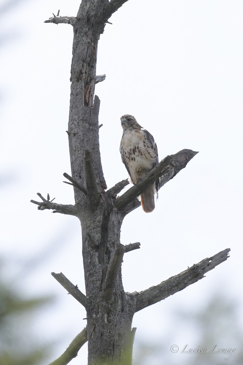 Red-tailed Hawk - Lucien Lemay