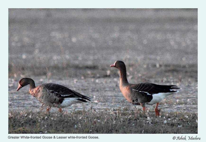 Greater White-fronted Goose (Eurasian) - ML508947961