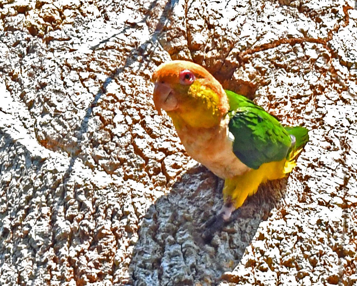 White-bellied Parrot (Black-legged) - ML508948281