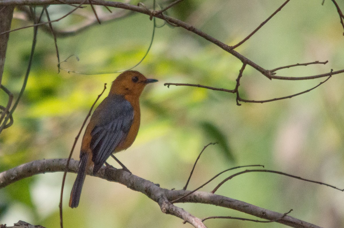 Red-capped Robin-Chat - ML508948861