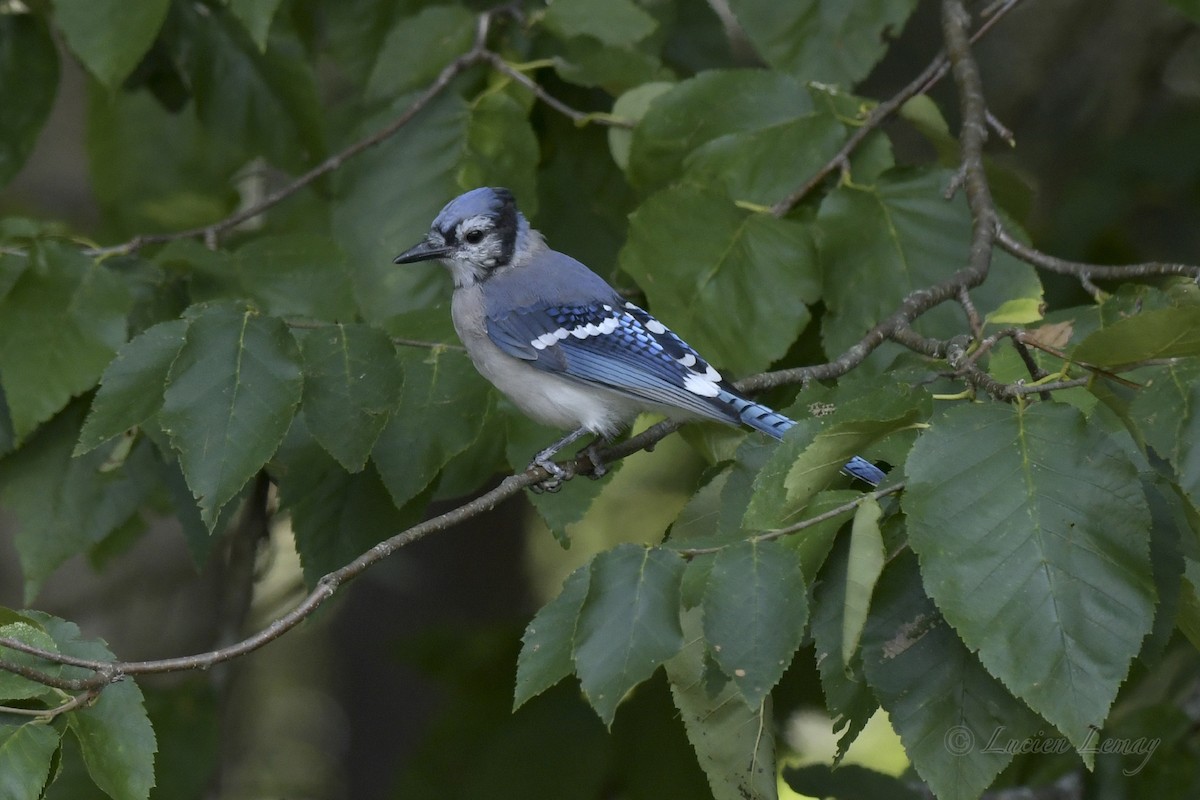 Blue Jay - Lucien Lemay