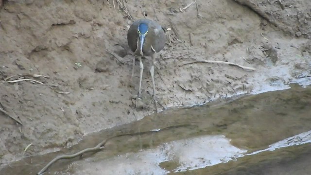 Bare-throated Tiger-Heron - ML508950781