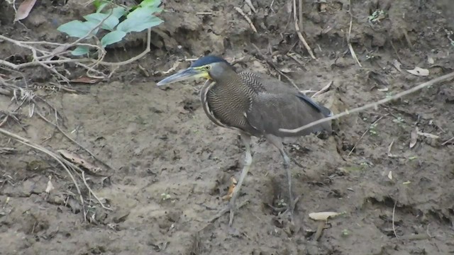 Bare-throated Tiger-Heron - ML508950791