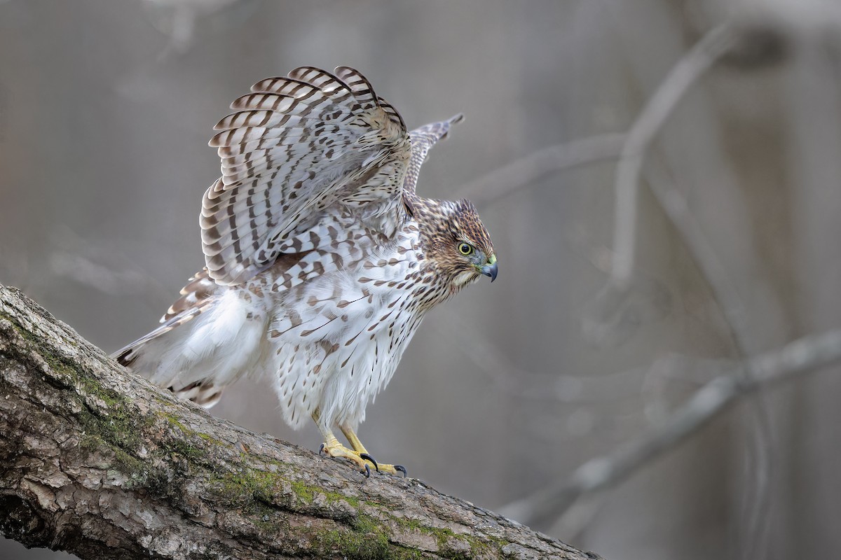 Cooper's Hawk - ML508951231