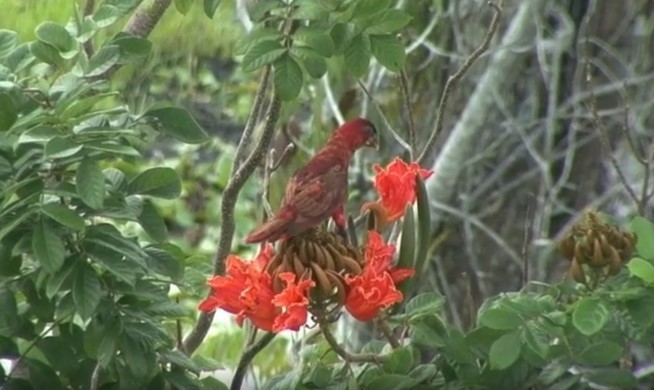 Cardinal Lory - ML508951691