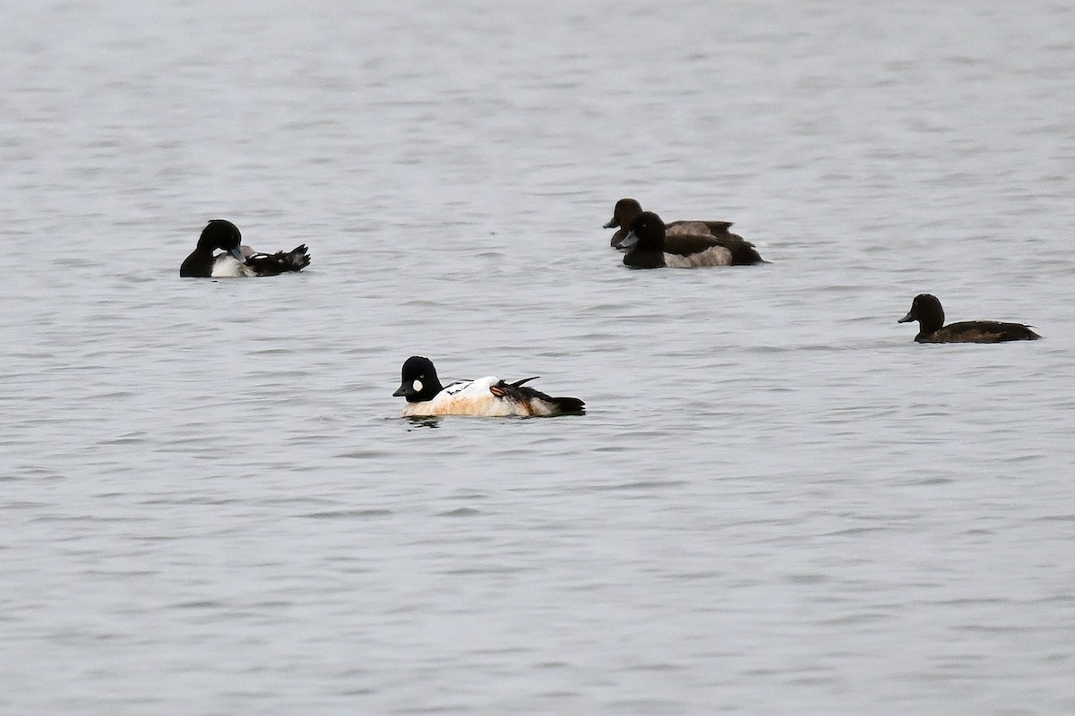 Common Goldeneye - ML508951871