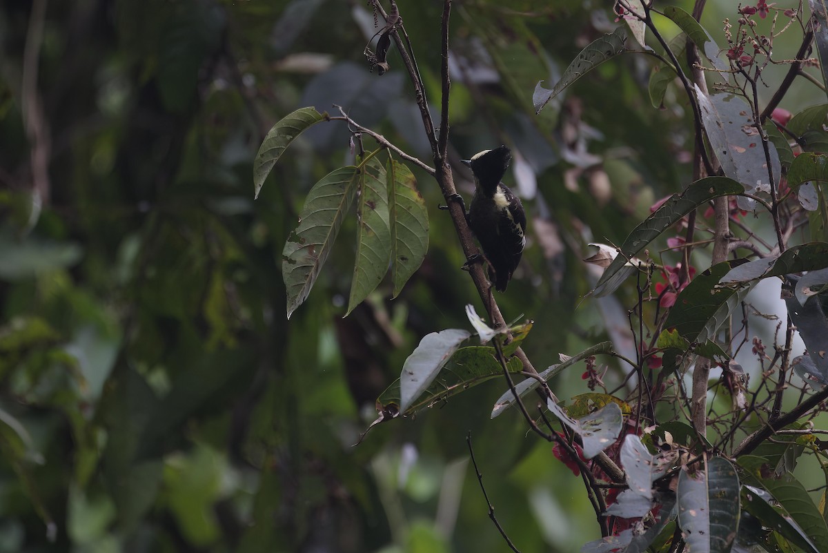 Heart-spotted Woodpecker - Amol Gokhale