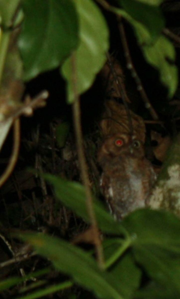 Middle American Screech-Owl - ML508952891