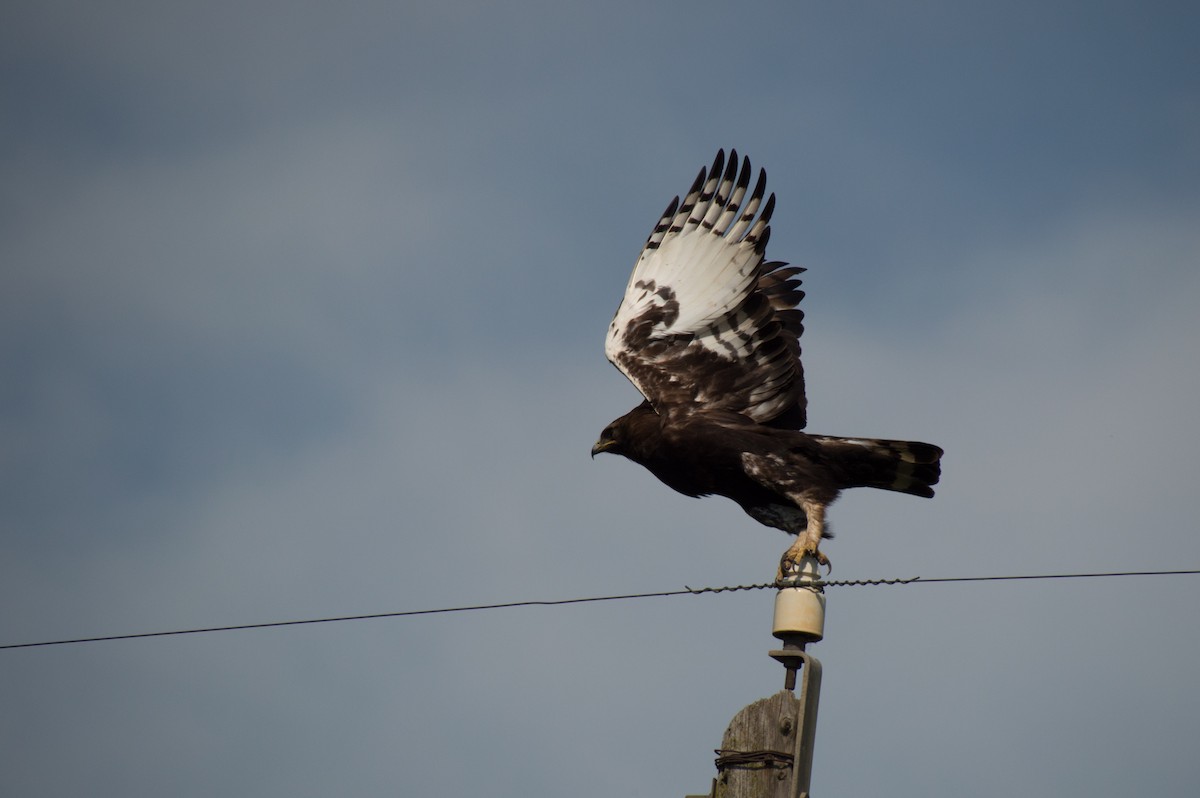 Águila Crestilarga - ML508953281