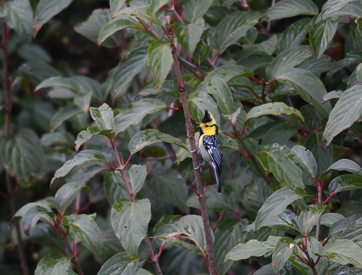 Yellow-cheeked Tit - Joshua Vandermeulen