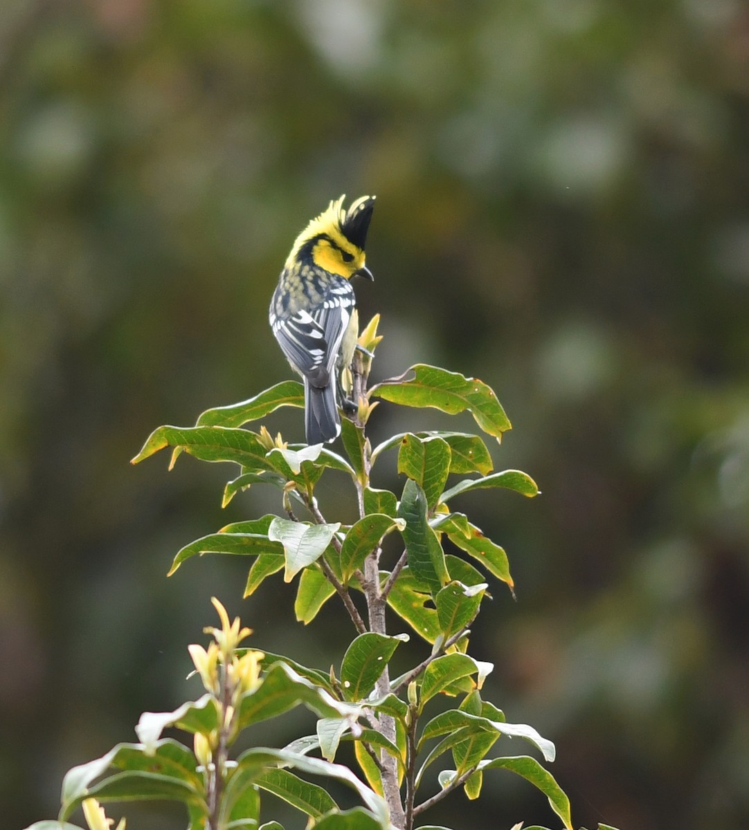 Yellow-cheeked Tit - Joshua Vandermeulen