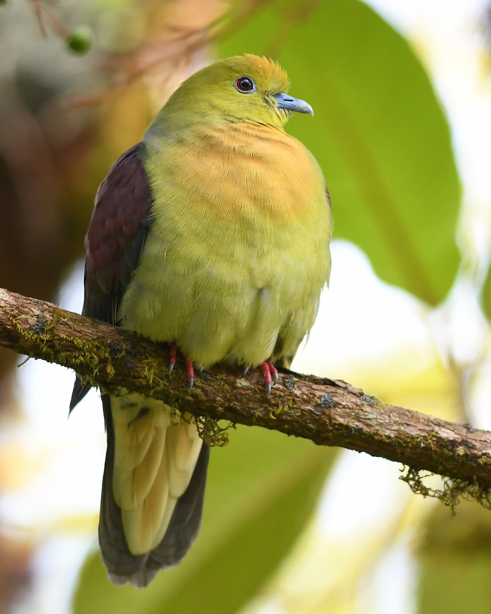 Wedge-tailed Green-Pigeon - Joshua Vandermeulen