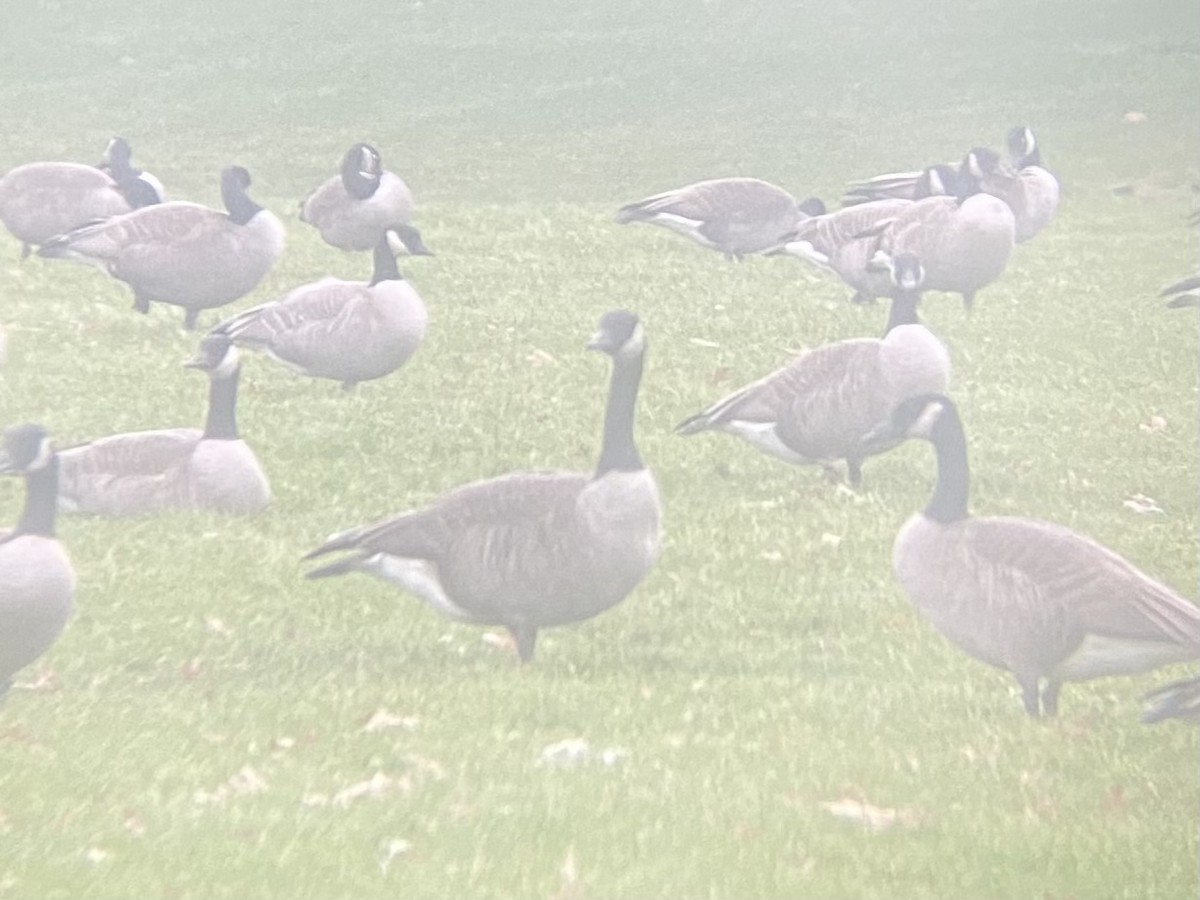 Cackling Goose (Richardson's) - ML508954531