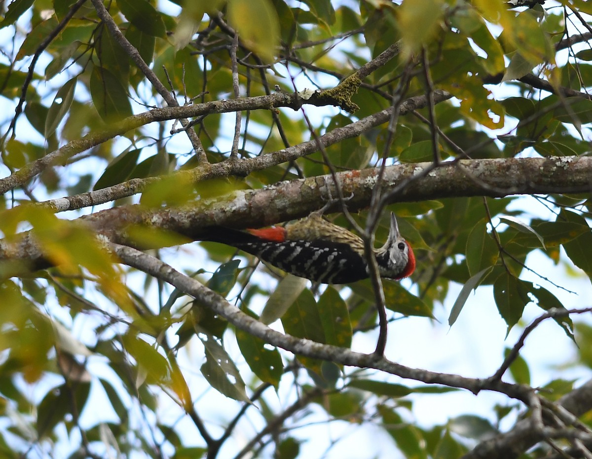 Stripe-breasted Woodpecker - ML508954931