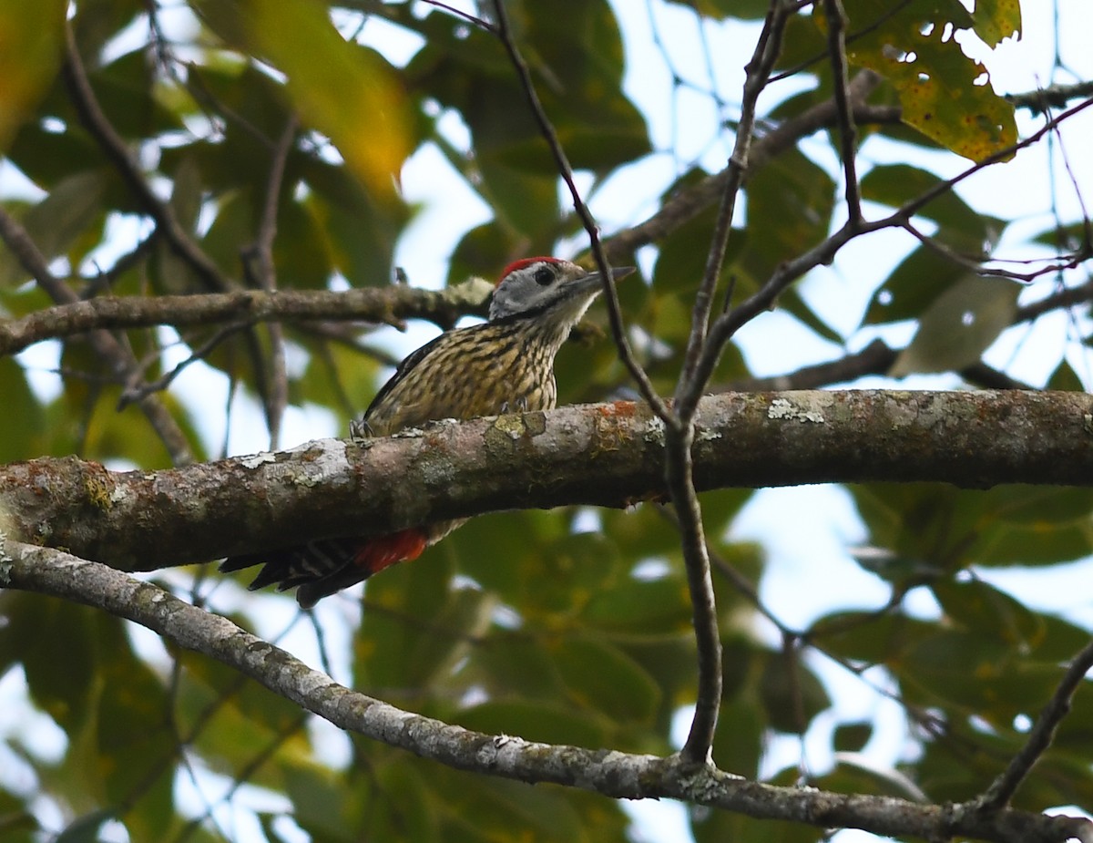 Stripe-breasted Woodpecker - ML508954941
